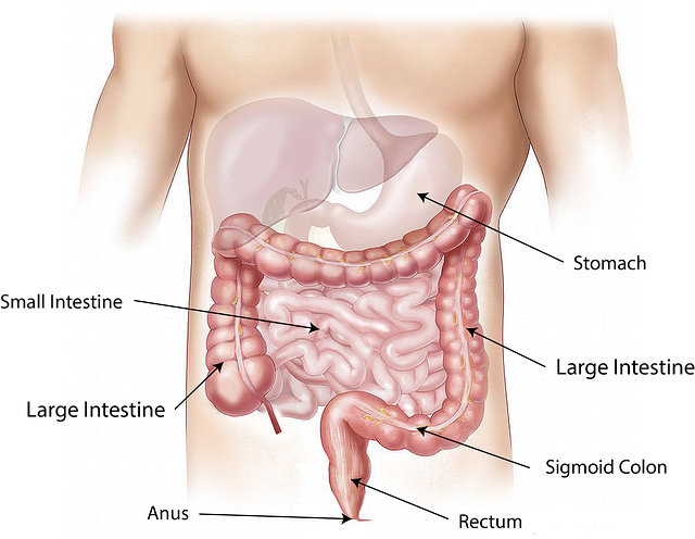 Schéma du gros intestin par rapport à l'intestin grêle et au reste du corps. 
