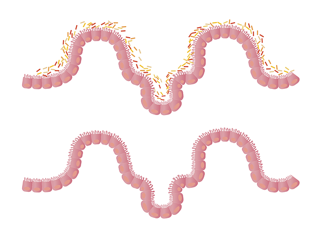 Schéma de villosités intestinales de l'intestin grêle. 