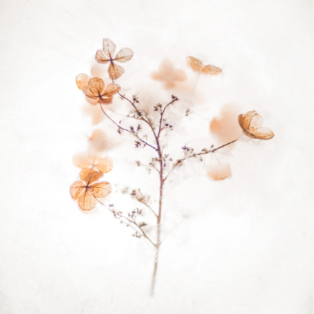 julie-ayme-naturopathe-detox-perte-de-poids-harmonie-membership8